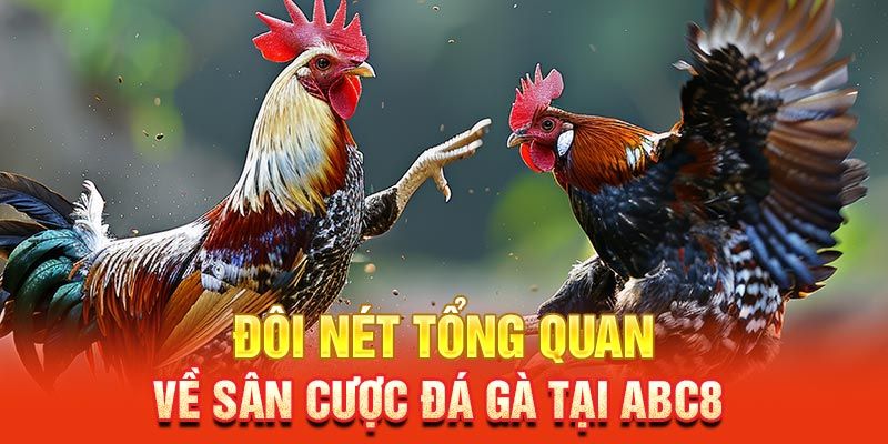 Tổng quan về LIVE ĐÁ GÀ tại ABC8 