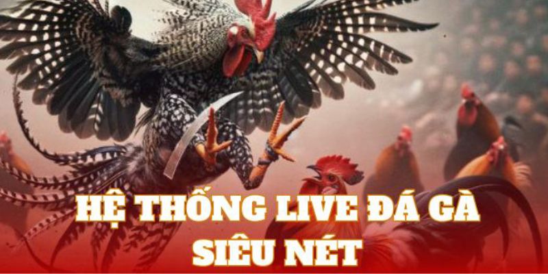 Ưu điểm khi tham gia LIVE ĐÁ GÀ tại ABC8 